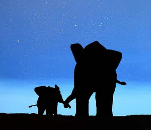 elephant at the sunset starry sky