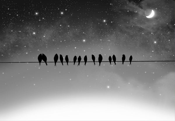 birds on a wire print 7 colours