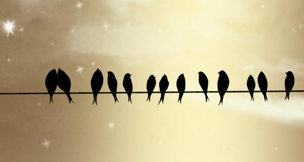 birds on a wire print 7 colours