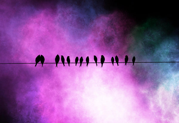 birds on a wire print 7 colours
